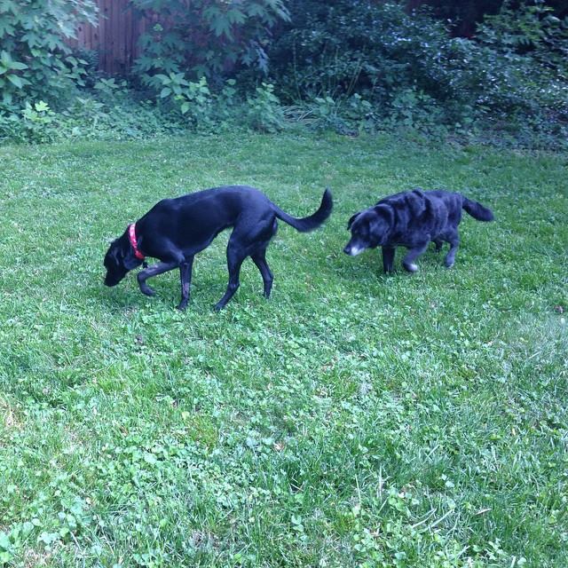 Daddy, why did you bring this domineering female dog home? Oh well, I'll show her the yard ...